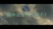 猫咪适合吹空调不