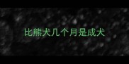 比熊犬几个月是成犬