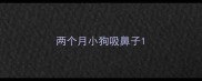 两个月小狗吸鼻子