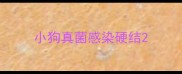 小狗真菌感染硬结