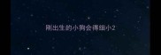 刚出生的小狗会得细小