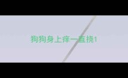 狗狗身上痒一直挠