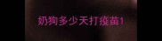 奶狗多少天打疫苗