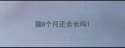 猫8个月还会长吗