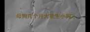 母狗几个月大能生小狗