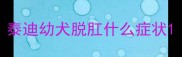 泰迪幼犬脱肛什么症状
