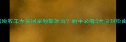 边境牧羊犬买回家频繁吐泻新手必看5大应对指南