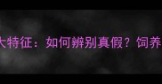 纯种哈士奇十大特征如何辨别真假饲养指南全公开