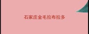 石家庄金毛拉布拉多