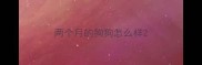 两个月的狗狗怎么样