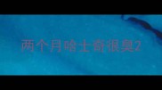 两个月哈士奇很臭