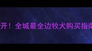临沂边牧犬价格大公开全城最全边牧犬购买指南附防坑攻略