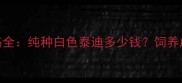 白色泰迪犬价格全纯种白色泰迪多少钱饲养成本及选购指南