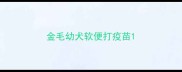 金毛幼犬软便打疫苗