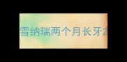 雪纳瑞两个月长牙