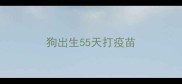 狗出生55天打疫苗
