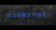 哈士奇夏天不换毛