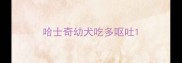 哈士奇幼犬吃多呕吐