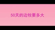 50天的边牧要多大