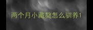 两个月小藏獒怎么驯养