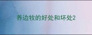 养边牧的好处和坏处