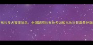 拉布拉多犬智商排名全国聪明拉布拉多训练方法与日常养护指南