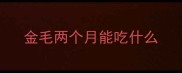 金毛两个月能吃什么