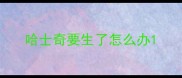 哈士奇要生了怎么办