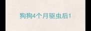 狗狗4个月驱虫后
