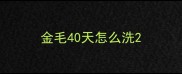 金毛40天怎么洗