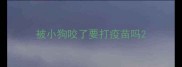 被小狗咬了要打疫苗吗