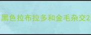黑色拉布拉多和金毛杂交