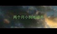 两个月小狗难喂养