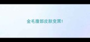 金毛腹部皮肤变黑