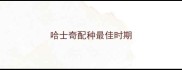 哈士奇配种最佳时期