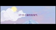 3个月小猫特别淘气