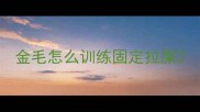金毛怎么训练固定拉屎