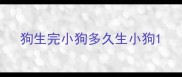 狗生完小狗多久生小狗