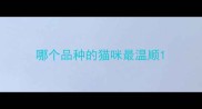 哪个品种的猫咪最温顺
