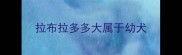 拉布拉多多大属于幼犬