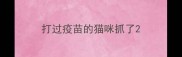 打过疫苗的猫咪抓了