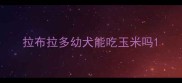 拉布拉多幼犬能吃玉米吗