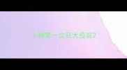 小狗第一次狂犬疫苗