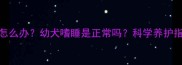 哈士奇两个月大总睡觉怎么办幼犬嗜睡是正常吗科学养护指南附行为矫正技巧