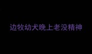 边牧幼犬晚上老没精神