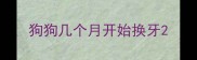狗狗几个月开始换牙