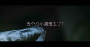 五个月小猫走丢了