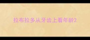 拉布拉多从牙齿上看年龄