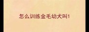 怎么训练金毛幼犬叫