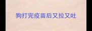 狗打完疫苗后又拉又吐